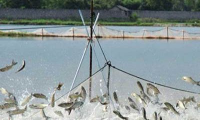 魚塘監(jiān)控安裝過程中，應該選擇紅外攝像頭還是全彩攝像頭